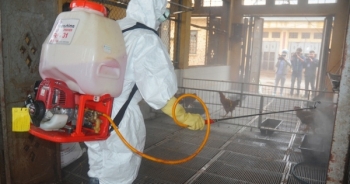 Thủ tướng Chính phủ chỉ đạo tập trung phòng chống cúm gia cầm