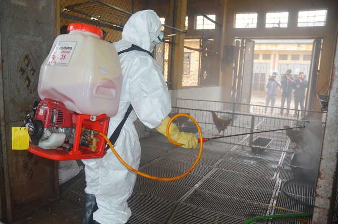 Hiện nay, cả nước ghi nhận 4 ổ dịch c&uacute;m gia cầm chưa qua 21 ng&agrave;y. Ảnh: minh họa/ Nguồn: Nguyễn V&acirc;n