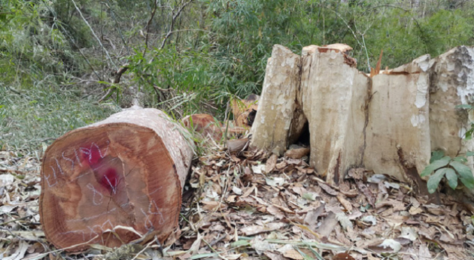 Hiện trường vụ ph&aacute; rừng.