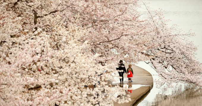 Trẻ nhỏ th&iacute;ch th&uacute; đi dưới t&aacute;n hoa anh đ&agrave;o dọc theo hồ Tidal Basin trong buổi sương sớm ở Washington.