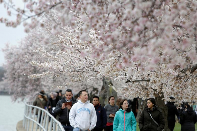 D&ograve;ng người dạo bước dưới h&agrave;ng hoa anh đ&agrave;o nở rộ ở ven hồ Tidal Basin.