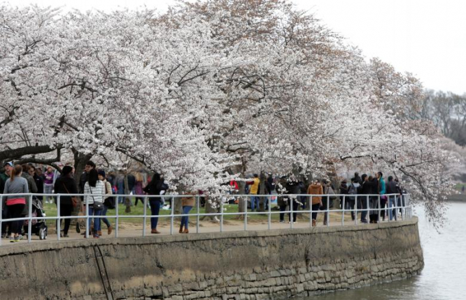 Khu vực hồ Tidal Basin ở Washington tr&agrave;n ngập sắc hoa anh đ&agrave;o.