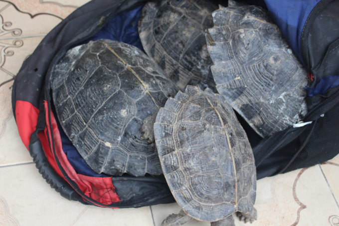 Gần 34kg&nbsp;r&ugrave;a vận chuyển tr&aacute;i ph&eacute;p.