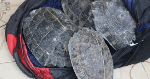 Bắc Giang: Bắt đối tượng vận chuyển 26 cá thể rùa trái phép