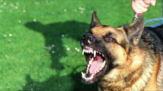 Sau khi bị ch&oacute; nghi dại cắn cần khẩn trương đi ti&ecirc;m ph&ograve;ng (Ảnh minh họa)