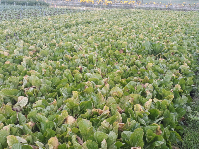 Những luống rau đến ng&agrave;y thu hoạch để