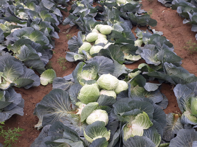 Hiện tại gi&aacute; bắp cải tại ruộng chưa đến 1.000 đồng / kg, thậm ch&iacute; c&ograve;n kh&ocirc;ng c&oacute; người đến thu mua.