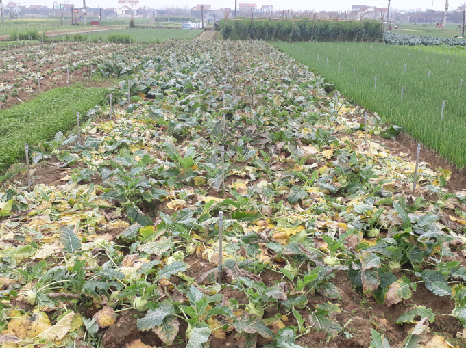 Khung cảnh dễ bắt gặp tr&ecirc;n vựa rau xanh lớn nhất tỉnh Nghệ An khi gi&aacute; rau xuống qu&aacute; thấp.