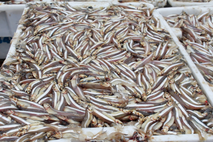 Đ&acirc;y l&agrave; loại c&aacute; d&ugrave;ng để hấp, sấy chế biến c&aacute; kh&ocirc; v&agrave; l&agrave;m nước mắm.