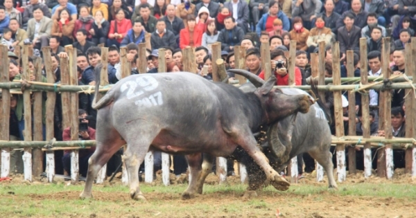 Không thu vé tham dự lễ hội chọi trâu Hải Lựu