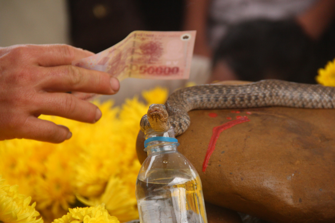 Con rắn được cho l&agrave;