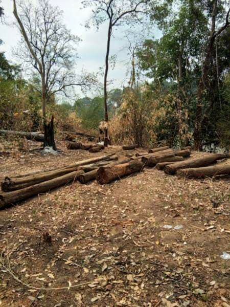 Hiện trường vụ ph&aacute; rừng mới nhất.