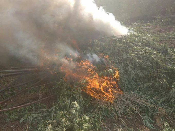 Cơ quan chức năng ti&ecirc;u hủy trong rẫy của&nbsp;Nguyễn Đức H&agrave; .