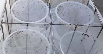Lần đầu tiên muỗi Wolbachia được thả ở đất liền của Việt Nam