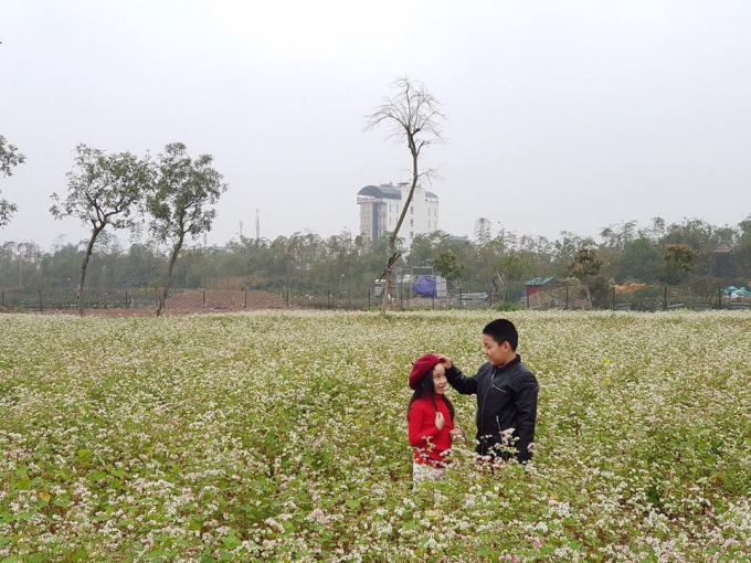 Vườn tam gi&aacute;c mạch.