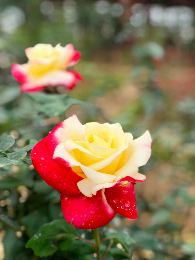 Tặng v&eacute; miễn ph&iacute; tại c&ocirc;ng vi&ecirc;n m&ecirc; cung v&agrave; đảo hoa hồng nh&acirc;n ng&agrave;y 8/3