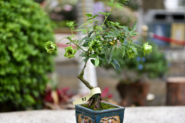 G&oacute;p mặt trong lễ hội lần n&agrave;y c&oacute; nhiều c&acirc;y hoa hồng d&aacute;ng bonsai độc đ&aacute;o.