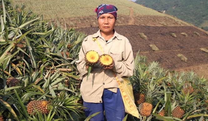 Nh&agrave; m&aacute;y luyện kim m&agrave;u thải chất thải ra m&ocirc;i trường khiến h&agrave;ng loạt diện t&iacute;ch dứa của người d&acirc;n x&atilde; Bản Lầu bị hỏng, thất thu.