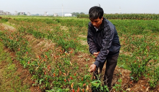 Thanh Hóa: Liên tiếp những vụ phá hoại hoa màu bằng thuốc diệt cỏ