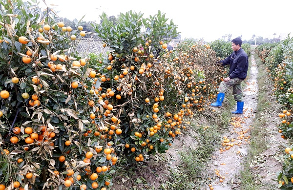 Ph&aacute; hoại hằng trăm c&acirc;y quất của h&agrave;ng x&oacute;m bằng thuốc diệt cỏ, H&agrave; Thanh Li&ecirc;m đ&atilde; lĩnh 30 th&aacute;ng t&ugrave;