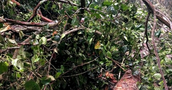 Hà Giang: Phát hiện  hơn 140m3 gỗ Nghiến bị chặt hạ tại rừng đặc dụng Phong Quang