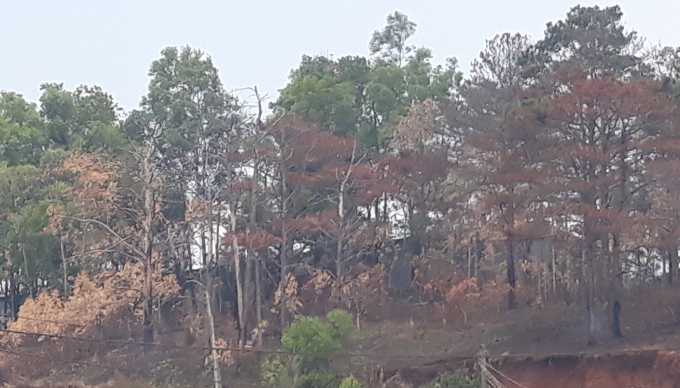 Rừng th&ocirc;ng cảnh quan bị đốt ph&aacute; tr&ecirc;n địa b&agrave;n tỉnh Đắk N&ocirc;ng. (Ảnh minh họa)