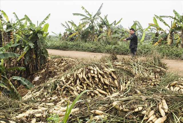 H&agrave; Nội: N&ocirc;ng d&acirc;n lao đao v&igrave; củ cải b&aacute;n rẻ như cho