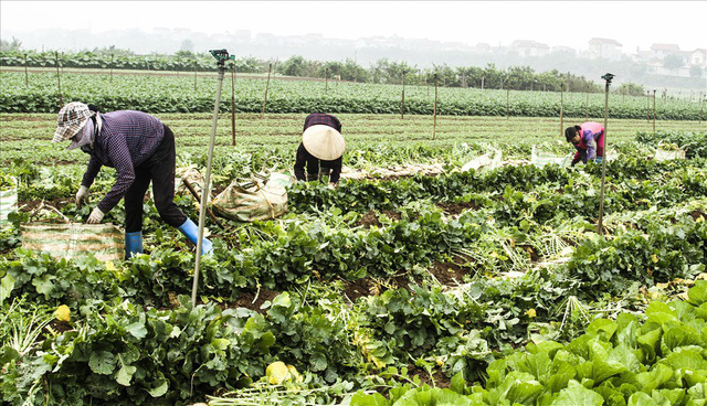 Gi&aacute; củ cải v&agrave;o thời điểm hiện tại dao động từ 500-1000 đồng/kg