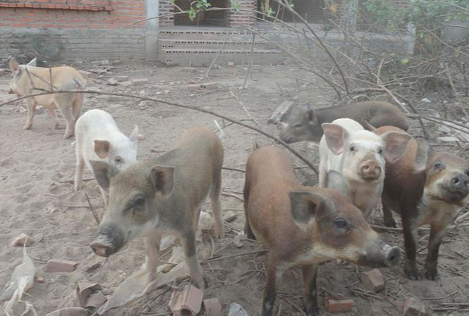 Nu&ocirc;i lợn trong biệt thự tiền bỏ hoang