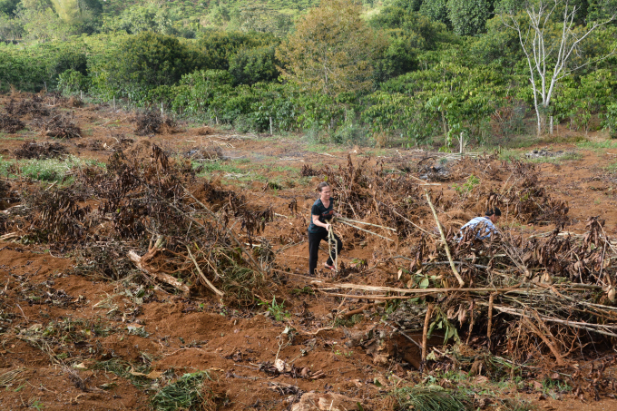 Nhiều c&acirc;y c&agrave; ph&ecirc; của gia đ&igrave;nh b&agrave; Phượng bị ph&aacute; hoại nằm ngổn ngang.