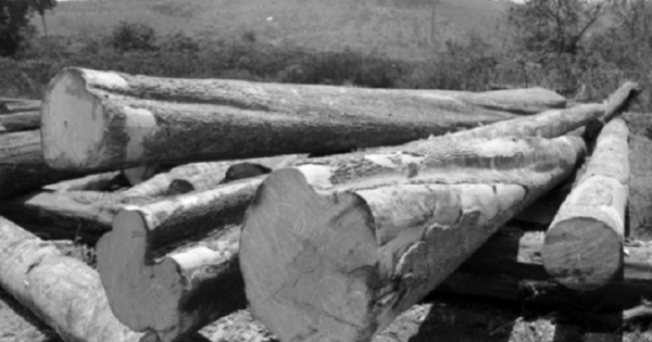 Quản lý gỗ theo chuỗi: Gỗ lậu hết đường sống?