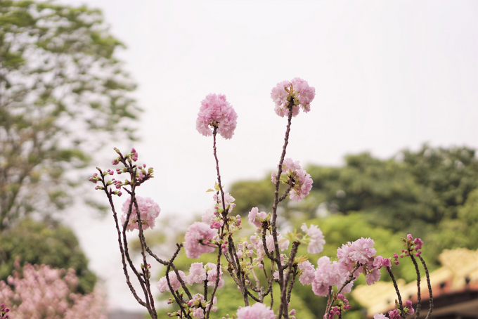 Ph&aacute; r&agrave;o,