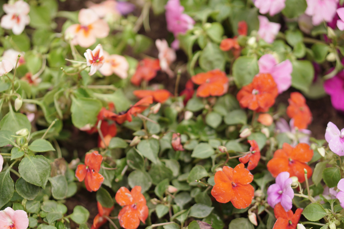 Ph&aacute; r&agrave;o,