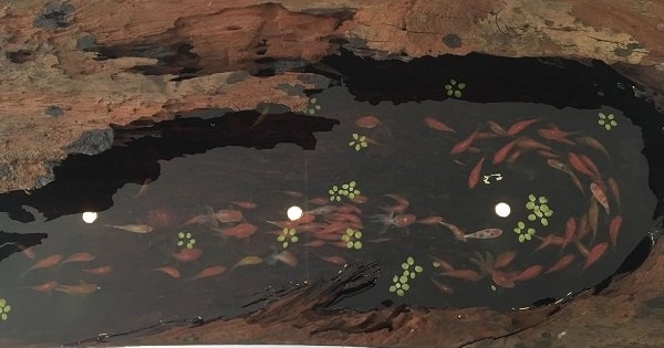 Kỳ thú ngắm đàn cá chép 108 con "bơi" trong gỗ sơn huyết