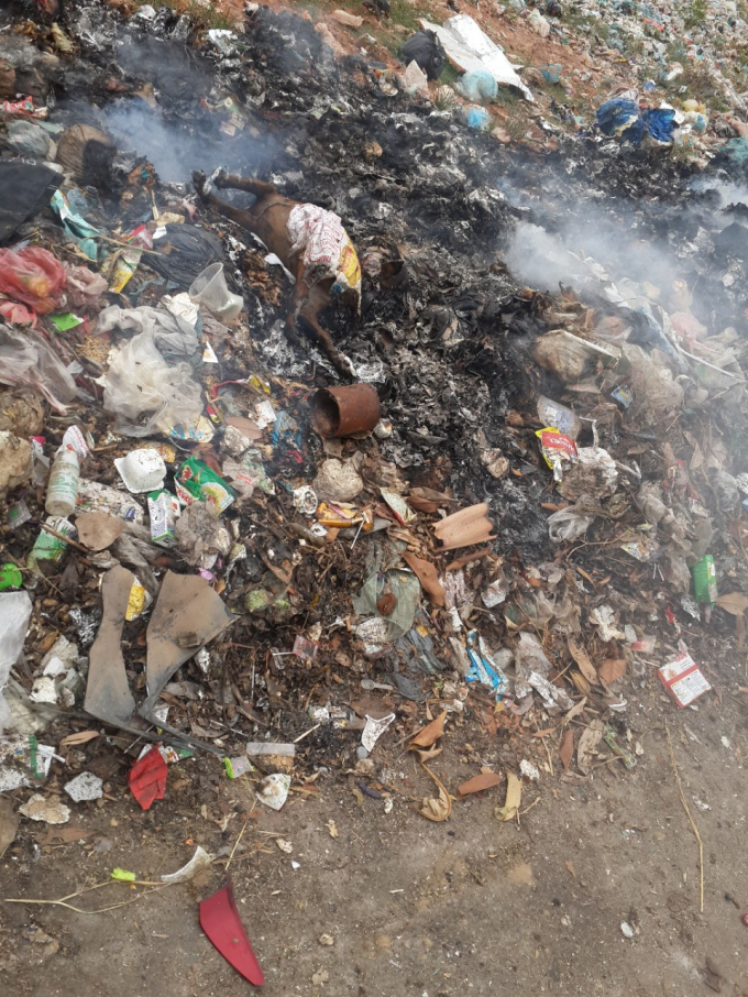 X&aacute;c động vật cũng được tập kết tại đ&acirc;y.