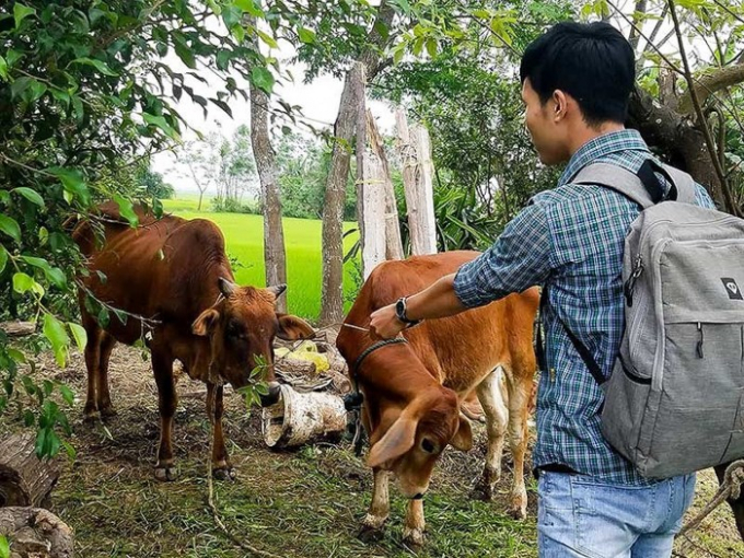 Một con b&ograve; ch&iacute;nh s&aacute;ch (b&ecirc;n phải) được cấp đợt n&agrave;y vẫn đang ph&aacute;t triển tốt. Ảnh: N.DO