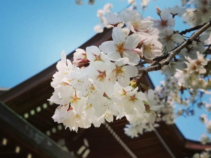 Nhật Bản: Hoa anh đ&agrave;o nở đẹp say đắm l&ograve;ng người