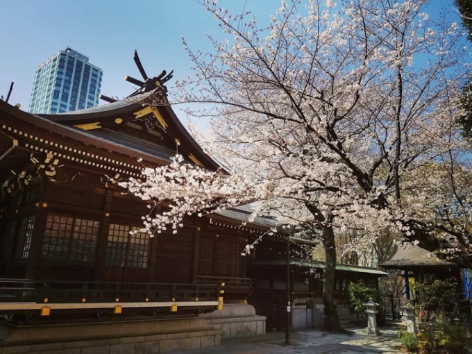 Nhật Bản: Hoa anh đ&agrave;o nở đẹp say đắm l&ograve;ng người