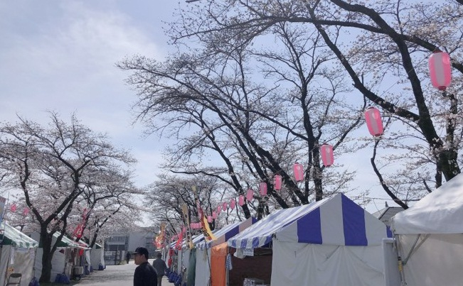 Nhật Bản: Hoa anh đ&agrave;o nở đẹp say đắm l&ograve;ng người