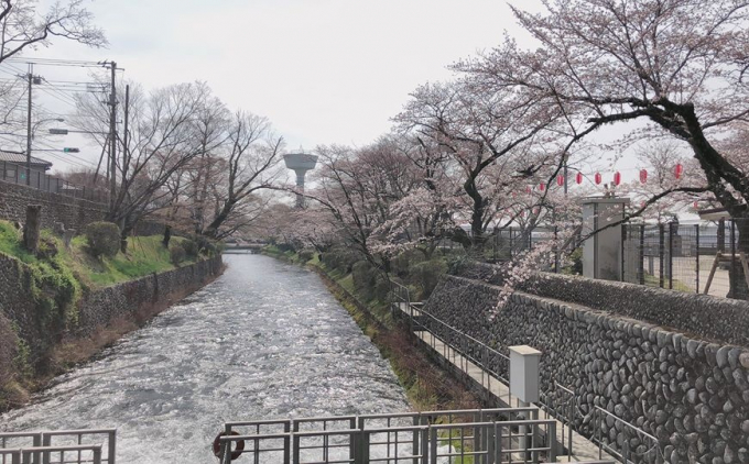 Nhật Bản: Hoa anh đ&agrave;o nở đẹp say đắm l&ograve;ng người