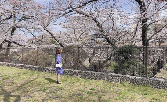 Nhật Bản: Hoa anh đ&agrave;o nở đẹp say đắm l&ograve;ng người