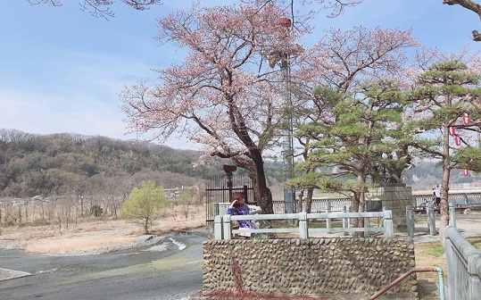 Nhật Bản: Hoa anh đ&agrave;o nở đẹp say đắm l&ograve;ng người