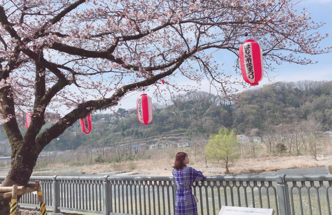 Nhật Bản: Hoa anh đ&agrave;o nở đẹp say đắm l&ograve;ng người