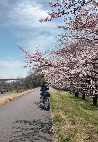 Nhật Bản: Hoa anh đ&agrave;o nở đẹp say đắm l&ograve;ng người