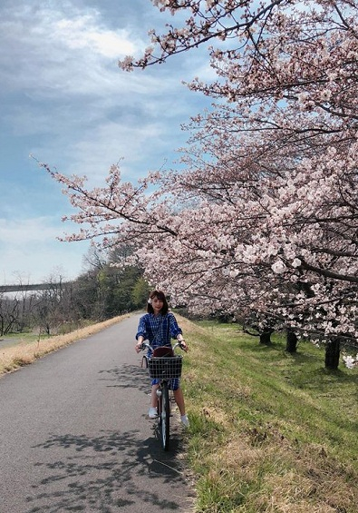 Nhật Bản: Hoa anh đ&agrave;o nở đẹp say đắm l&ograve;ng người