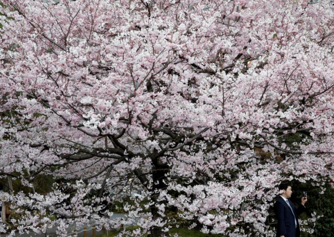 Nhật Bản: Hoa anh đ&agrave;o nở đẹp say đắm l&ograve;ng người