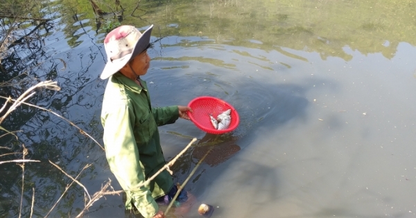 Cá chết trắng sông Krông Năng