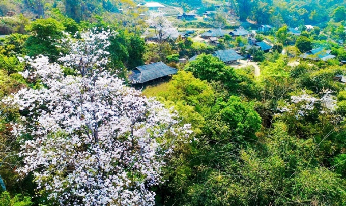 Ngược quốc lộ 6 l&ecirc;n với n&uacute;i rừng T&acirc;y Bắc,&nbsp;bạn sẽ c&oacute; dịp chi&ecirc;m ngưỡng những con đường quanh co uốn lượn, những bản l&agrave;ng, những thung lũng ngập trong sắc hoa Ban trắng x&oacute;a.