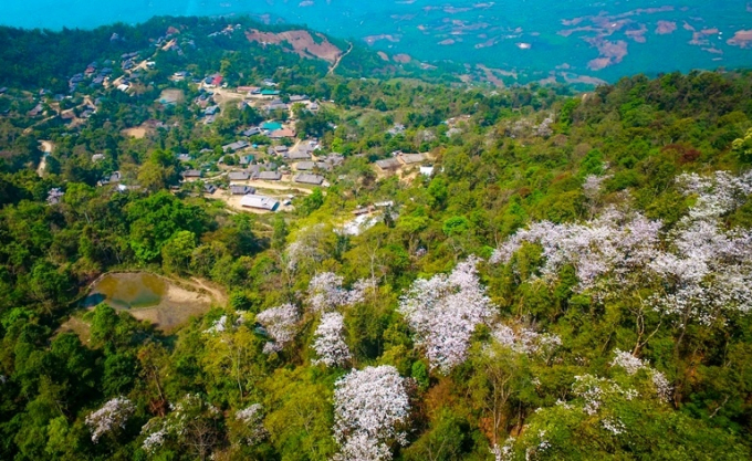 M&agrave;u trắng tinh kh&ocirc;i của lo&agrave;i hoa ấy đ&atilde; điểm t&ocirc; cho n&uacute;i rừng, l&agrave;ng bản Điện Bi&ecirc;n th&ecirc;m xinh tươi, rực rỡ, thơ mộng.