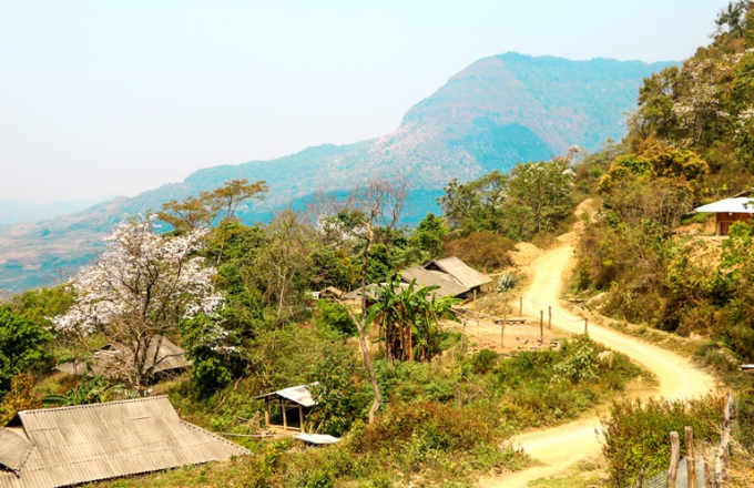 Tại Điện Bi&ecirc;n, c&acirc;y hoa Ban ph&acirc;n bổ kh&aacute; rộng tại c&aacute;c huyện: Mường Ảng, Điện Bi&ecirc;n, Điện Bi&ecirc;n Đ&ocirc;ng, Tủa Ch&ugrave;a, v&agrave; ngay tại trung t&acirc;m th&agrave;nh phố Điện Bi&ecirc;n Phủ.